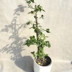 گیاه گل کاغذی با برگ های صورتی زیبا