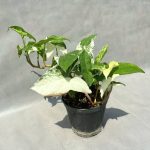 گیاه سینگنیوم ابلق ! یه انتخاب درجه یک