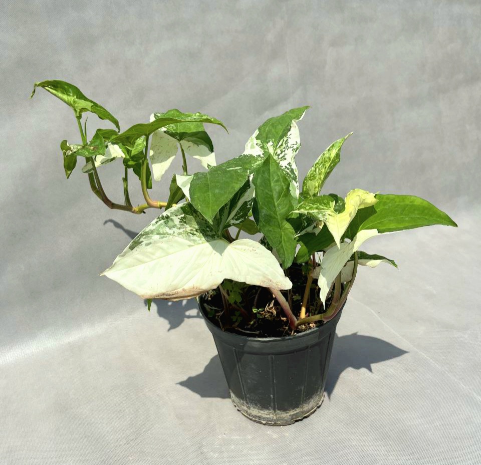 IMG_20251006_162314_444 گیاه سینگنیوم ابلق ! یه انتخاب درجه یک - Image 1