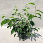 گیاه بنجامین بلک – زیبایی خاص و نگهداری ساده 🌿