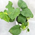 (((( پتوس برگ پهن ))))