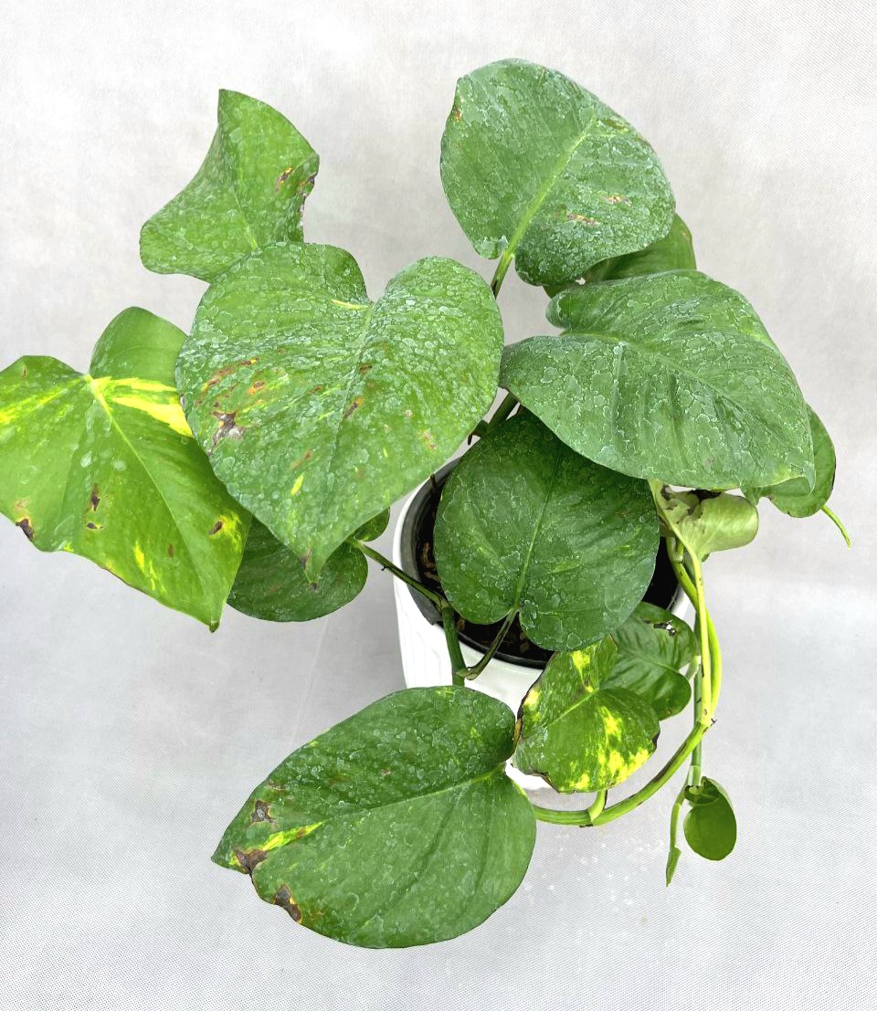 IMG_20251006_162314_642 (((( پتوس برگ پهن )))) - Image 1