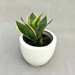 سانسوریا بلک گلد