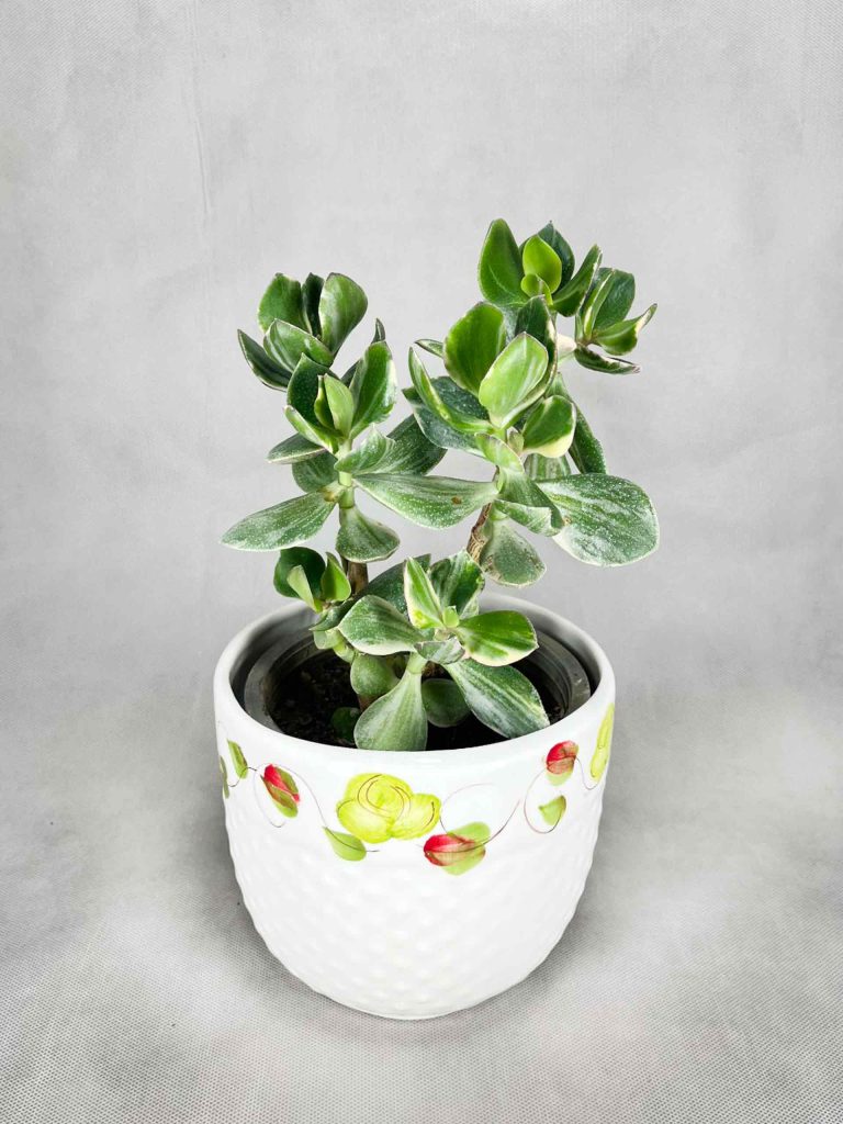 کراسولا ابلق