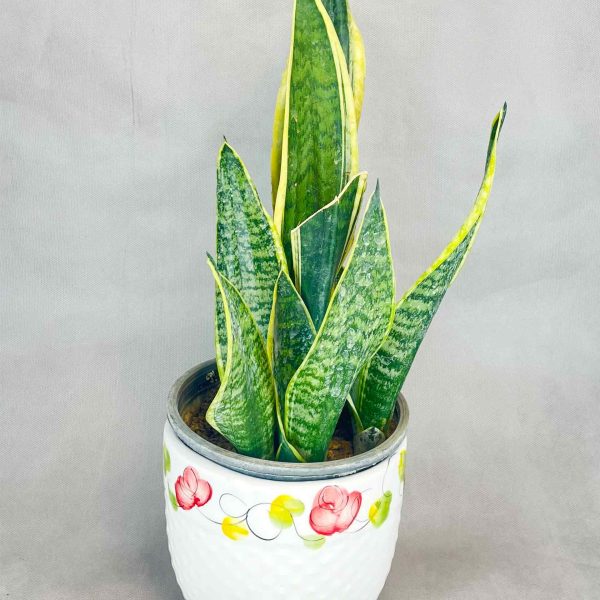 گلد فیلیم یا همان سانسوریا طلایی