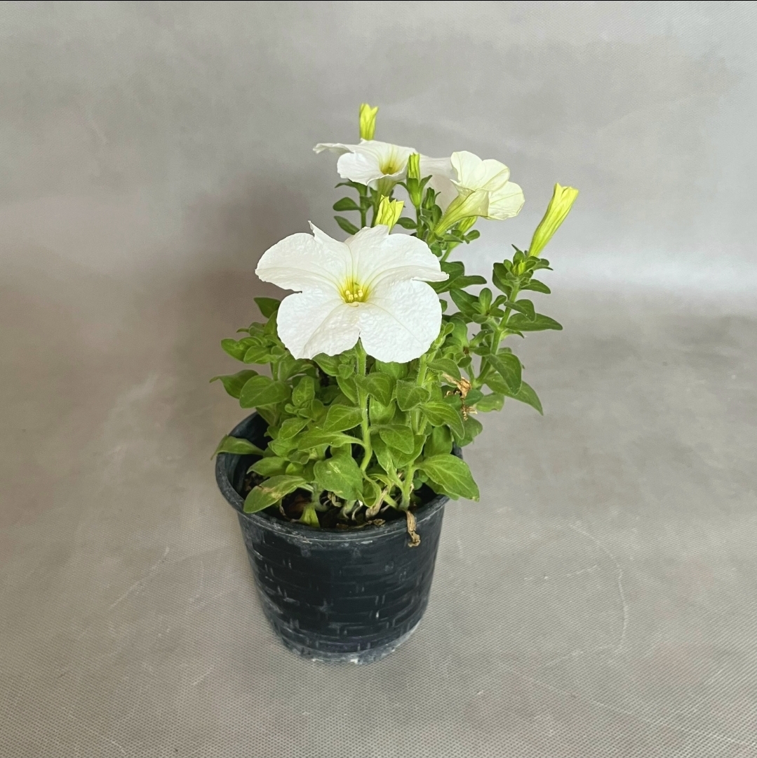 Screenshot_20260403_163934_Gallery گیاه اطلسی رنگارنگ - Image 1